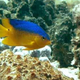 Illustration for article titled Tropical fish can adjust to warming oceans, which could bode well for the future
